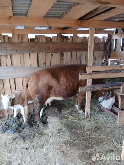 Продажа крс