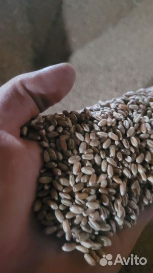 Дробленка пшеницы