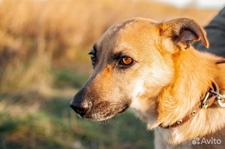 Собака из приюта в добрые руки бесплатно