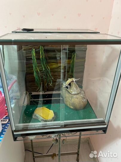Ящерица эублефар вместе с террариумом 45 на 46 см