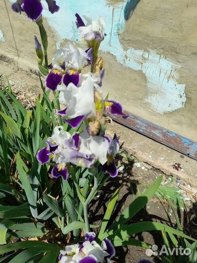 Ирис и другие многолетние цветы