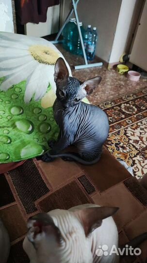 Котята сфинкс