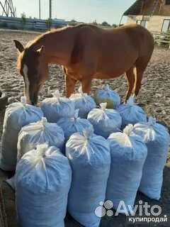 Конский навоз коровяк бесплатно