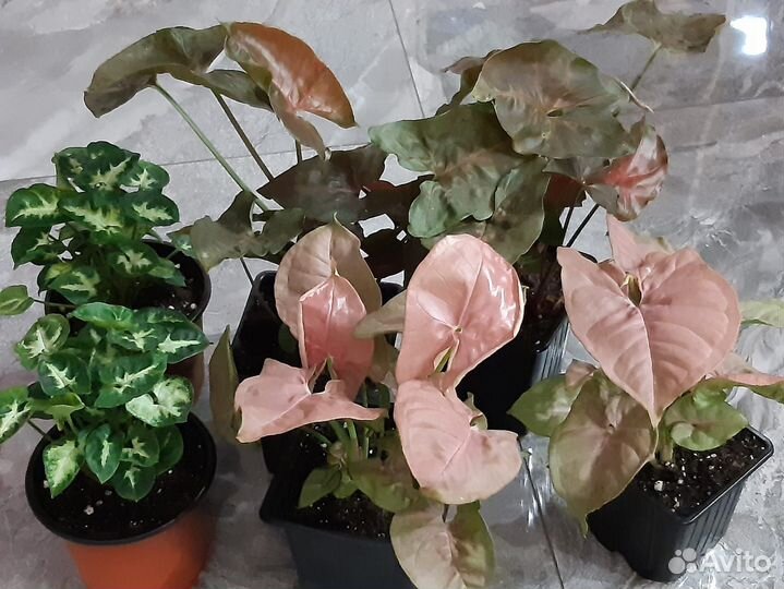 Сингониумы кустовые