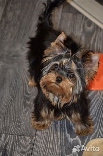 Йорк мини и супер мини малыши подрощеные