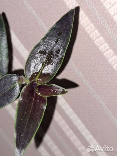 Традесканции шоколадные