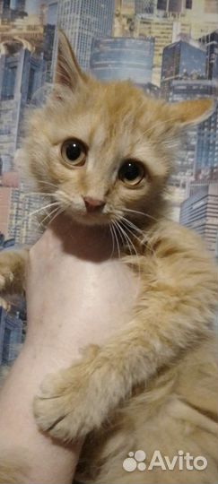 Ласковая малышка Вася/Василиса - 4мес