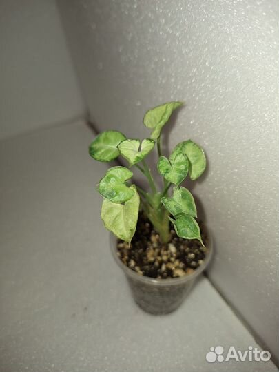 Сингониумы Австралия, Ангел беби, Макрофиллум