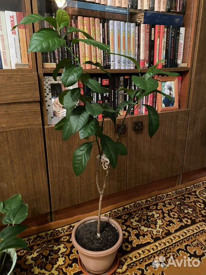 Продам цветы комнатные