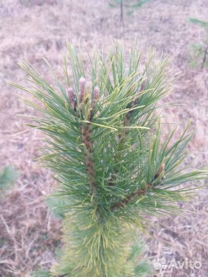 Саженцы кедра