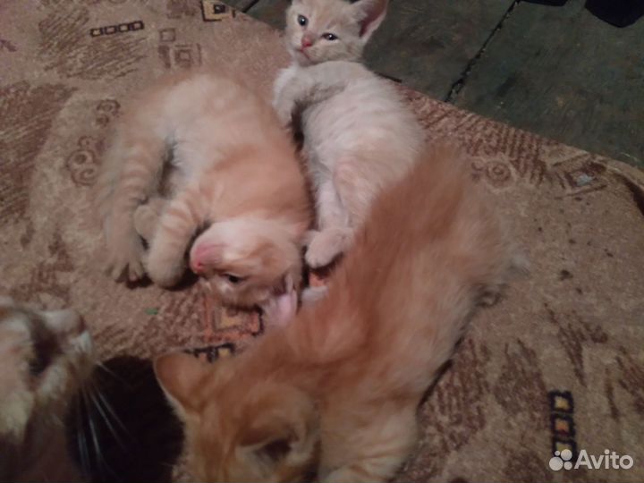 Котята в добрые руки