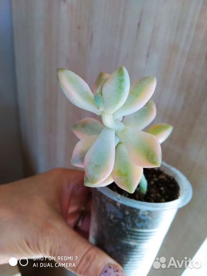 Суккуленты