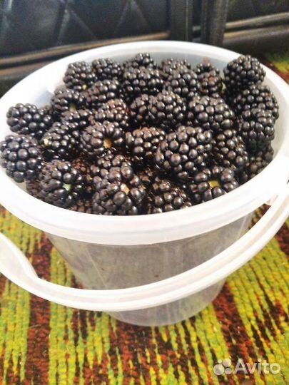 Саженцы ежевики