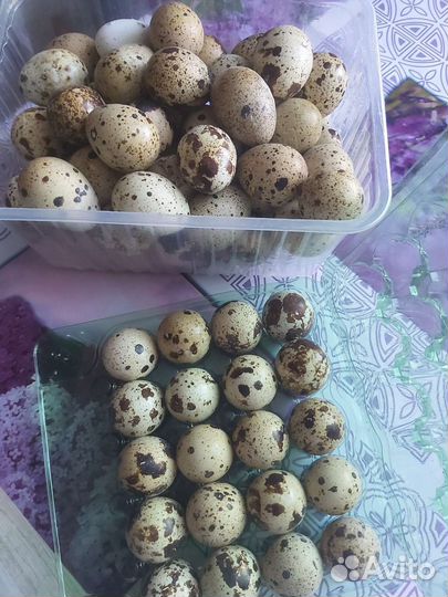 Яйца перепелиные инкубационное