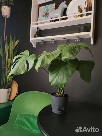 Монстера в горшке, 57см*62см