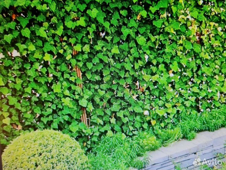 Плющ садовый вечнозелёный (Hedera helix )