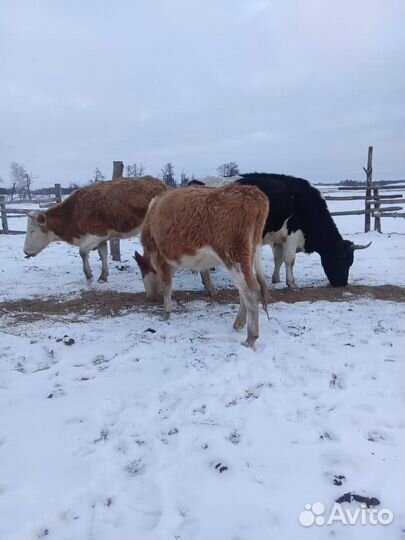 Коровы и телки стельные