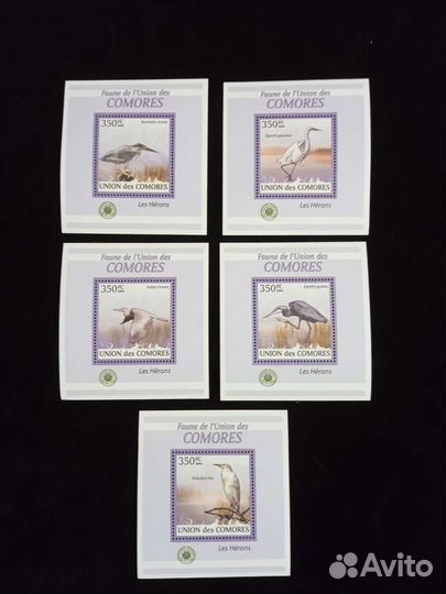 Коморы чистые блоки-птицы