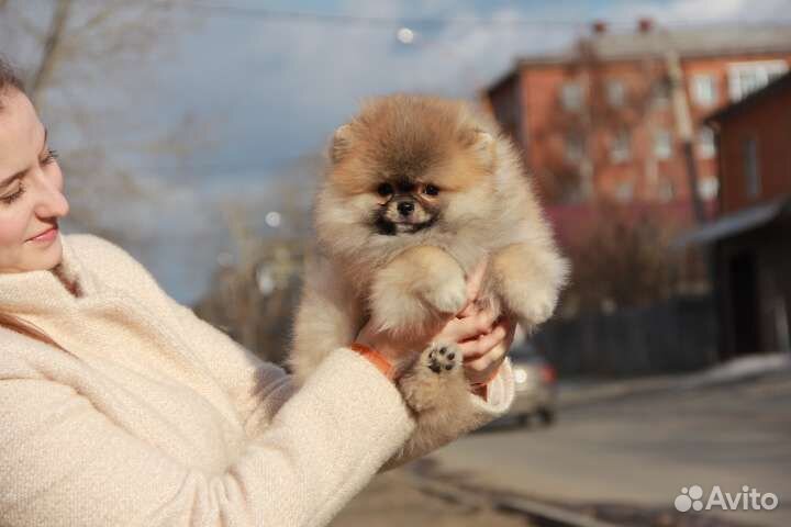 Рыжие щенки шпица