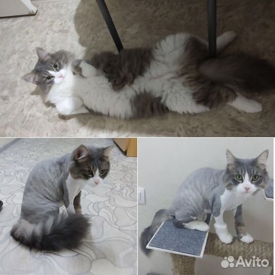 Груминг кошек на дому