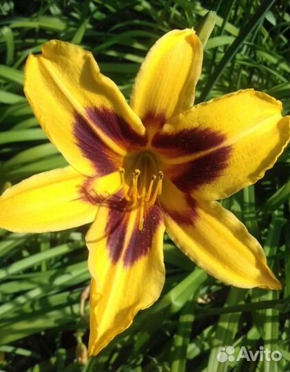 Лилейники сортовые садовые многолетники (цветы)