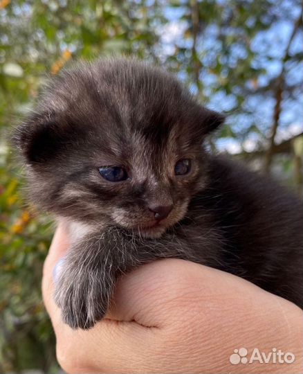 Котенок