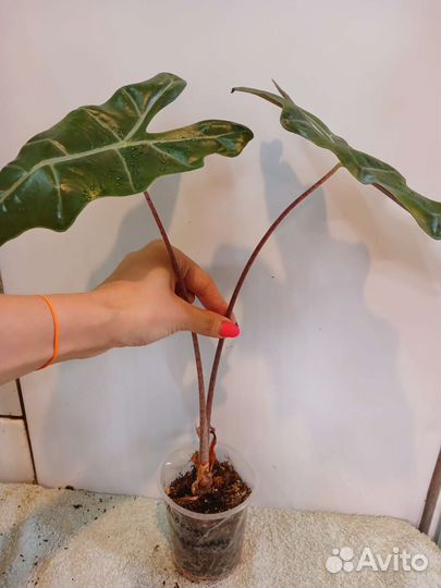 Алоказия сандера