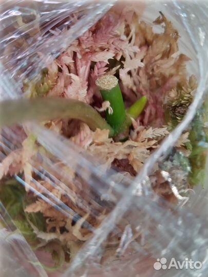 Филодендрон Миканс