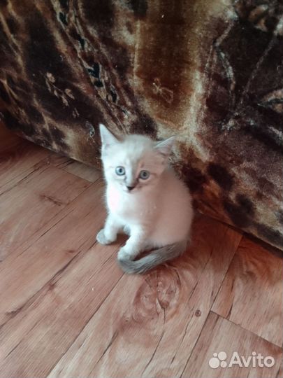 Коты в добрые руки даром3