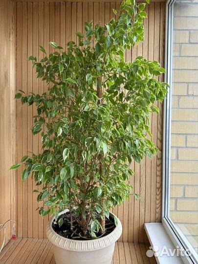 Фикус бенджамина большой