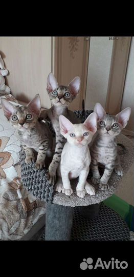 Котята девон-рекс