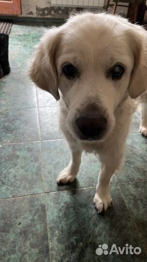 Ретривер потерялась