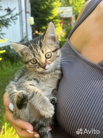 Кошечка в добрые руки