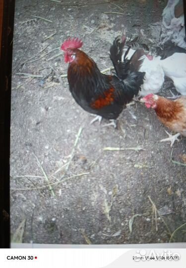 Продам молодых петухов