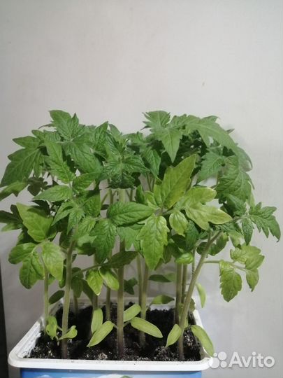 Рассада низкорослых томатов