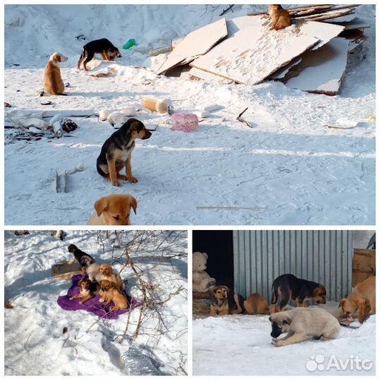 Собака в добрые руки отдам бесплатно