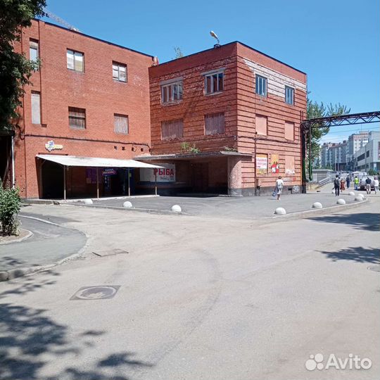 Кижуч лосось Камчатка