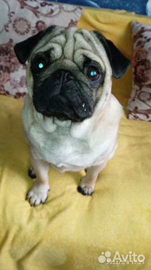 Мопс на вязку