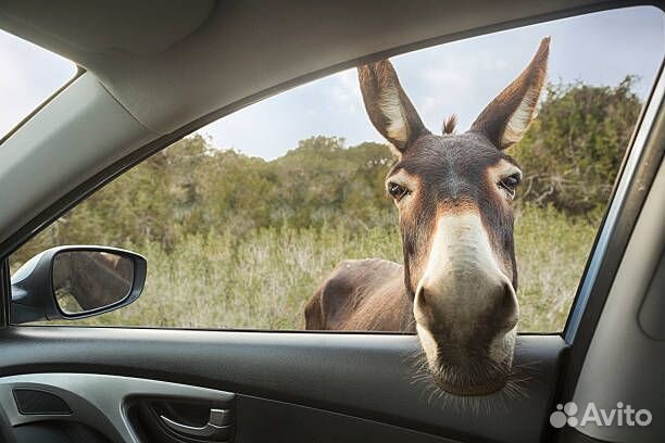 В казино в выходные на Северный Кипр