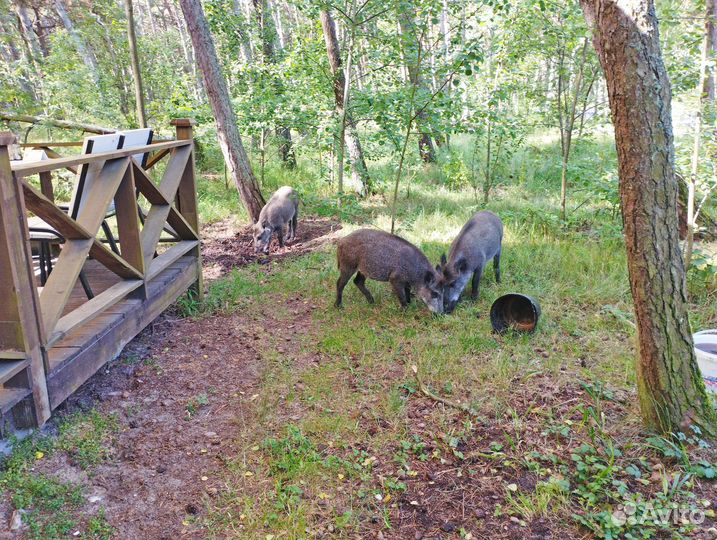 Куршская коса/ Калининград/Побережье/Исторические