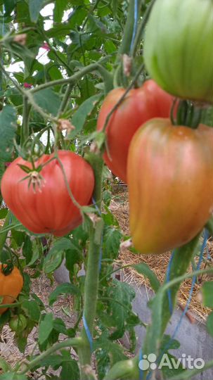 Помидоры домашние