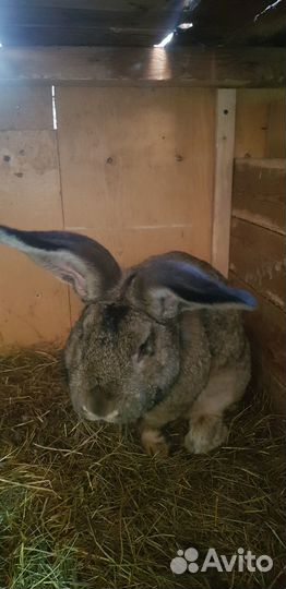 Кролики фландр на племя