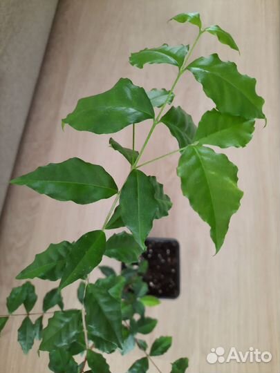 Экзотические растения