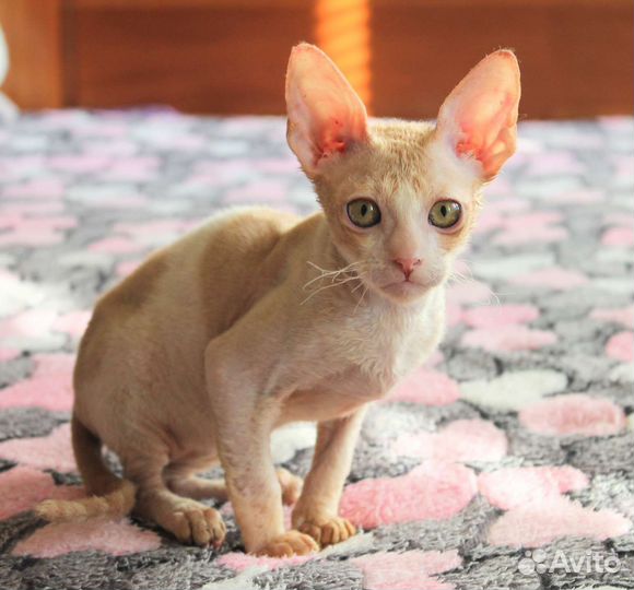 Мальчик, носитель разноглазия