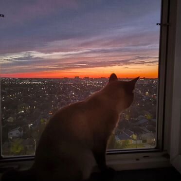 Меконгский бобтейл, кот вязка