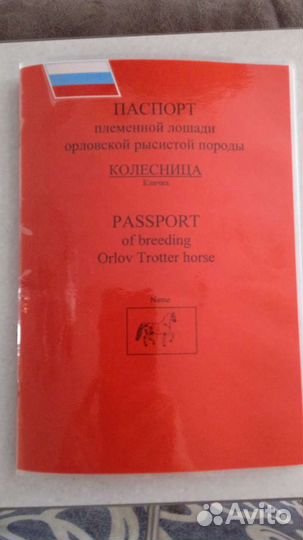 Лошади Кобылы