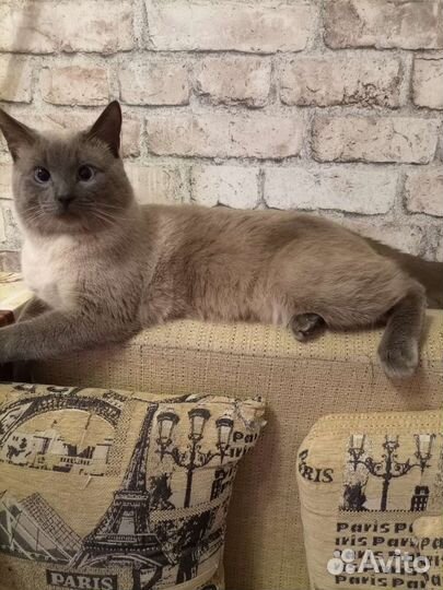 Кот для вязки