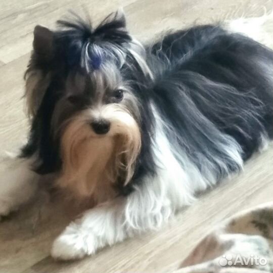 Вязка. Бивер. Щенки