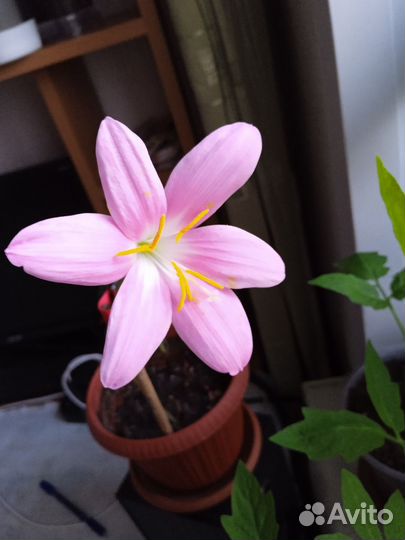 Зефирантес выскочка розовый