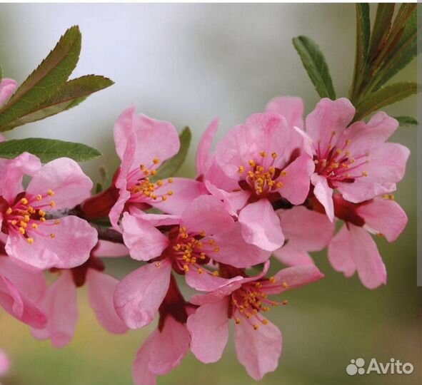 Миндаль декоративный